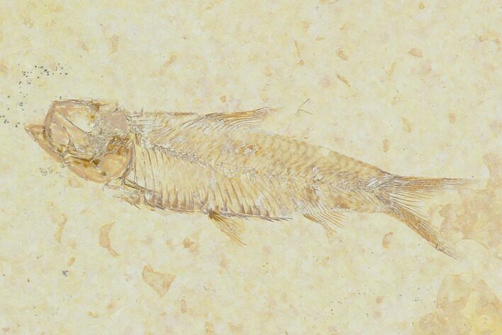 Fossil Fish (Knightia) - Green River Formation #130317